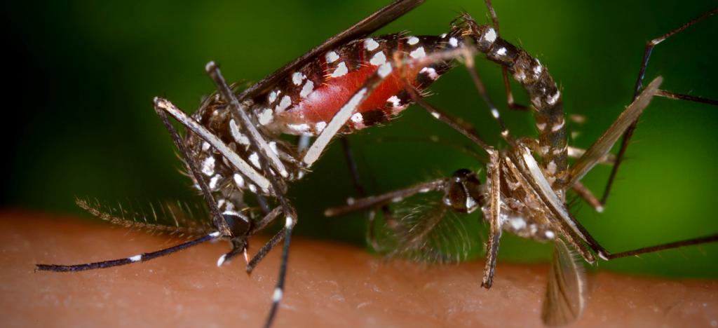 Zika Virüsü – Aedes Sivrisineği Nedir ?
