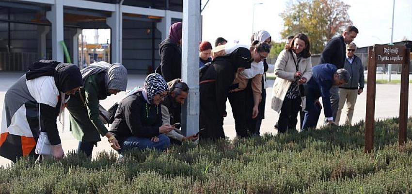 Aromatik bitki kursları KO-MEK’te