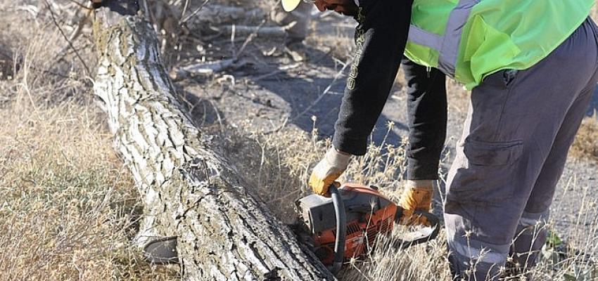 Budanan Ağaçlar ihtiyaç Sahiplerine Yakacak Oluyor