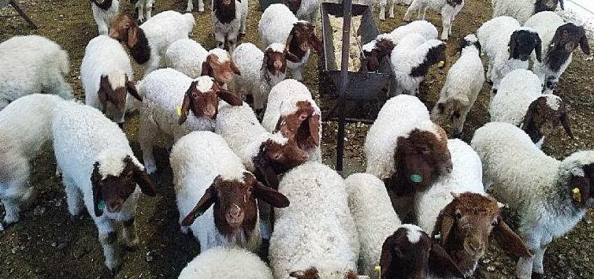 Harran Üniversitesi Tarafından Hayvan Seçiminde Kullanılacak Yeni Seleksiyon Kriterleri Keşfedildi