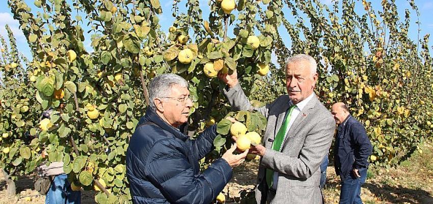 Türkiye’nin üretiminde ve ihracatında dünyada lider olduğu ayvada hasat coşkusu