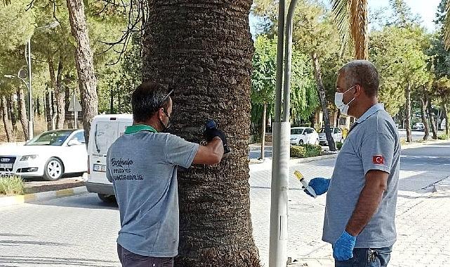 Burhaniye’de Palmiyeler Belediye Korumasında