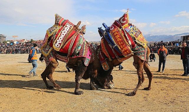 Burhaniye’de Zeytin Hasat Festivali ve Deve Güreşleri Başlıyor