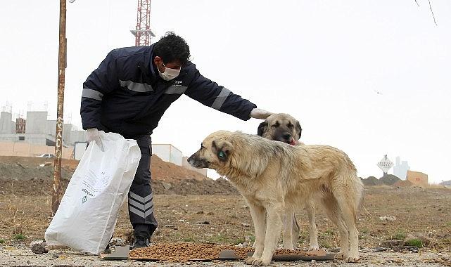 Çankaya Belediyesi’nden Sahipsiz Sokak Hayvanlarına Mama Desteği