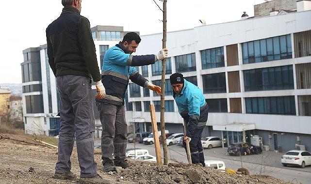 Nilüfer’de ağaçlandırma çalışmaları başladı