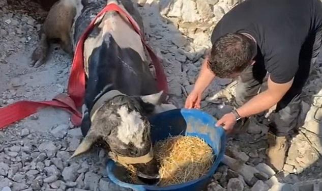 17 Gündür Enkaz Altında Kalan İneği Gölcük Belediyesi Ekipleri Kurtardı