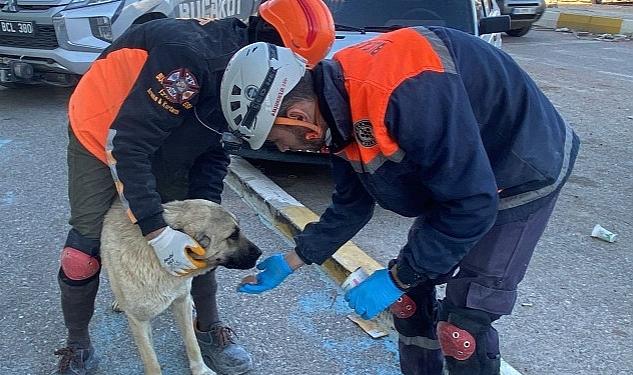 Buca Belediyesi veterinerleri deprem bölgesinde