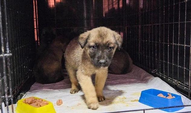 Deprem Bölgesi’ndeki Can Dostlarımız Bize Emanet