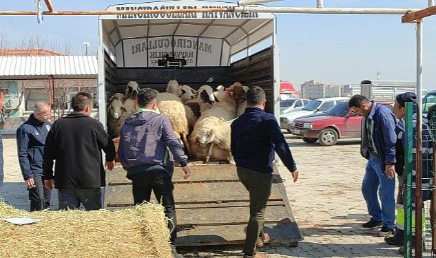 Çumra’dan Deprem Bölgesine Küçükbaş Hayvan Desteği