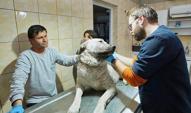 Depremzede köpek İzmir’de yaşayacak