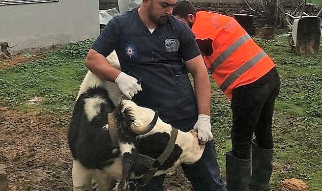 Antalya Büyükşehir Belediyesi’nden Gaziantep’te veterinerlik hizmeti