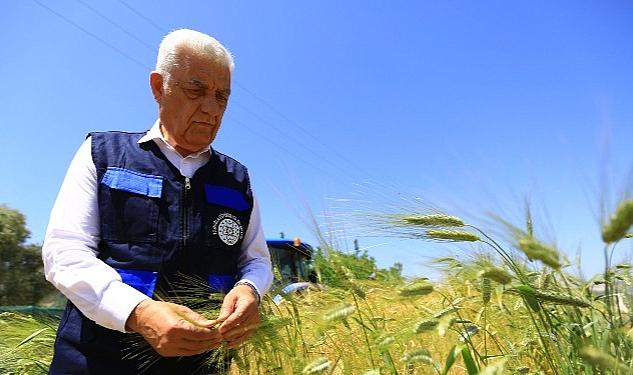 434 Dönümden Elde Edilen Kaba Yem Ücretsiz Dağıtılacak