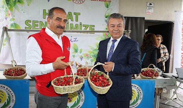 Dünya’nın kirazı Kemalpaşa’dan gidecek