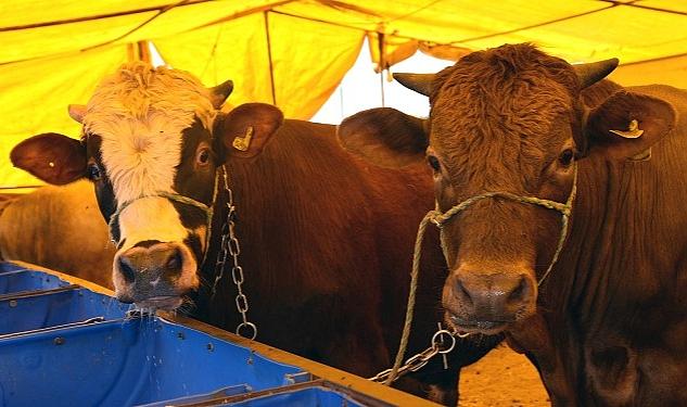 Kurban Satış Merkezi İçin Kayıtlar Başlıyor