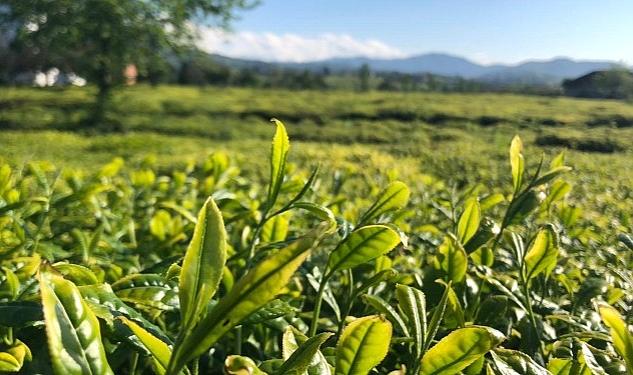 Lipton Doğu Karadeniz’de Çay Hasadına Başladı