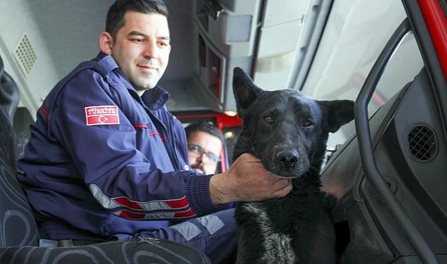 Nevşehir Belediyesi İtfaiye Müdürlüğü personelleri, bir vadide düştüğü kayalıklarda mahsur kalan ve 6 saatlik bir çalışma sonucu kurtardıkları sokak köpeğini sahiplendi